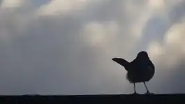 Bird Against Clouds